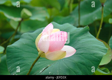 Indian lotus, Nelumbo nucifera , Indische Lotosblume (Nelumbo nucifera) Foto Stock