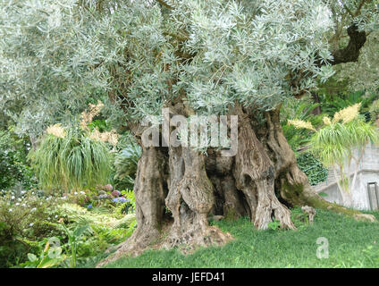 Oliva, Olea europaea , Olivo (Olea europaea) Foto Stock