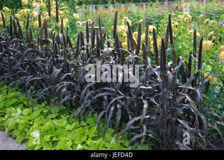 Rotlaubige Miglio di perla, Pennisetum glaucum viola maestà , Rotlaubige Perlhirse (Pennisetum glaucum 'viola maesta') Foto Stock