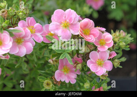 Dito arbusto, Potentilla fruticosa PINK PARADISE , Fingerstrauch (Potentilla fruticosa paradiso rosa) Foto Stock