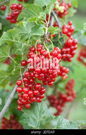 Ribes rosso, Ribes rubrum Herosta , Rote Johannisbeere (Ribes rubrum 'Herosta') Foto Stock