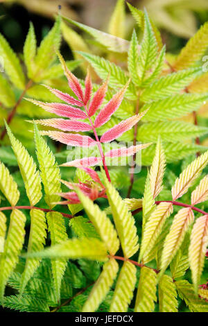 Siberiano, Fiederspiere Sorbaria sorbifolia Sem , Sibirische Fiederspiere (Sorbaria sorbifolia "em") Foto Stock