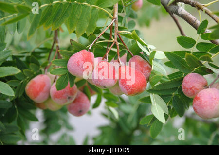 Speierling, Sorbus domestica Sossenheimer giants , Speierling (Sorbus domestica 'Sossenheimer Riesen') Foto Stock