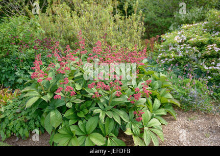 Visualizza foglio, Rodgersia pinnata Crug Cardinale , Schaublatt (Rodgersia pinnata 'Crug Cardinale") Foto Stock