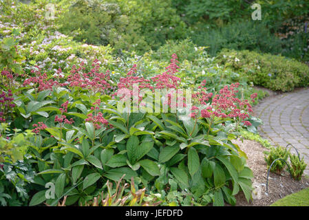Visualizza foglio, Rodgersia pinnata Crug Cardinale , Schaublatt (Rodgersia pinnata 'Crug Cardinale") Foto Stock