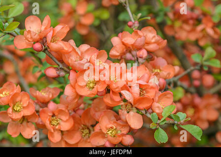 Giapponese cotogna ornamentali, Chaenomeles japonica , Japanische Zierquitte (Chaenomeles japonica) Foto Stock