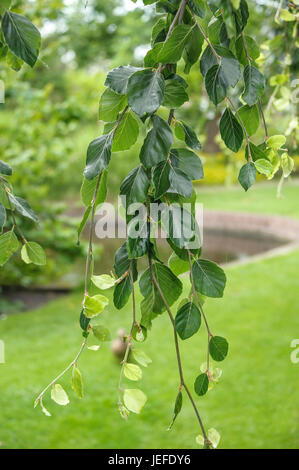 Funeraria, faggio Fagus sylvatica Pendula , Trauer-Buche (Fagus sylvatica 'pendula") Foto Stock