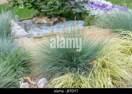 Blauschwingel, Festuca glauca Elia blu , Blauschwingel (Festuca glauca "Elia blu") Foto Stock