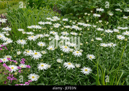 Garten-Margerite, Leucanthemum Christine Hagemann , Garten-Margerite (Leucanthemum 'Christine Hagemann') Foto Stock