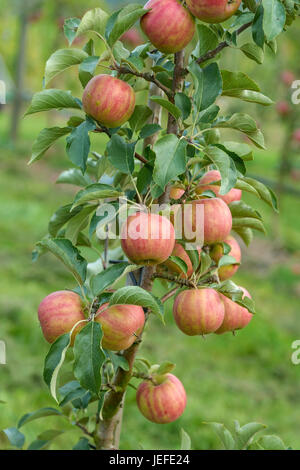 Apple, Malus domestica carnevale , Apfel (Malus domestica 'Karneval') Foto Stock