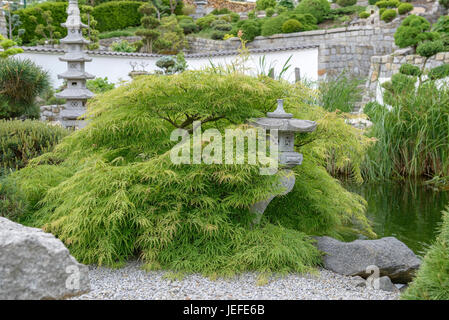 Giardino giapponese, verde fessura acero Acer palmatum Dissectum , Japanischer Garten, Grüner Schlitz-Ahorn (Acer palmatum 'Dissectum') Foto Stock