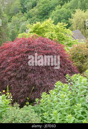 Giapponese di F?cherahron, Acer palmatum fatto net , Japanischer Fächerahron (Acer palmatum 'Garnet") Foto Stock