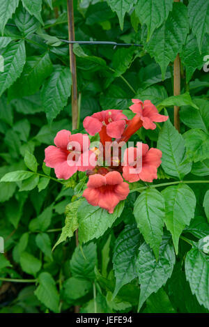 American tromba paranco, Campsis radicans Stromboli , Amerikanische Trompetenwinde (Campsis radicans 'Stromboli') Foto Stock
