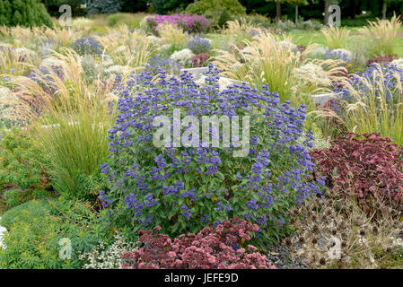 Barba fiore, Caryopteris clandonensis GRAND BLU , Bartblume (Caryopteris x clandonensis GRAND BLEU) Foto Stock