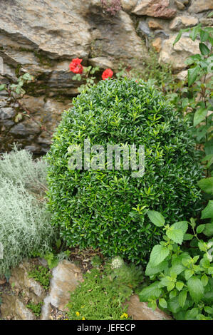 Mandrino giapponese arbusto, Euonymus japonicus Microphyllus , Japanischer Spindelstrauch (Euonymus japonicus 'Microphyllus') Foto Stock