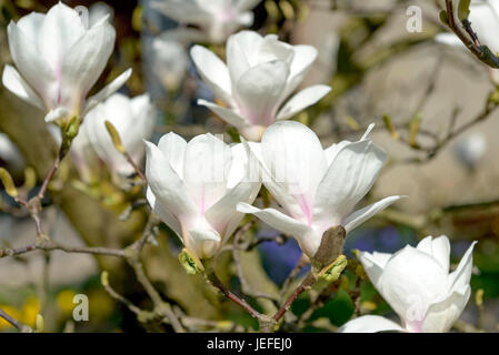 Tulip magnolia, Magnolia soulangeana Amabilis , Tulpen-Magnolie (× Magnolia soulangeana 'Amabilis') Foto Stock