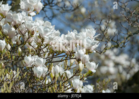 Tulip magnolia, Magnolia soulangeana Amabilis , Tulpen-Magnolie (× Magnolia soulangeana 'Amabilis') Foto Stock