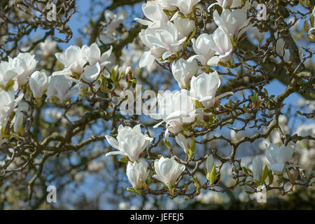 Tulip magnolia, Magnolia soulangeana Amabilis , Tulpen-Magnolie (× Magnolia soulangeana 'Amabilis') Foto Stock