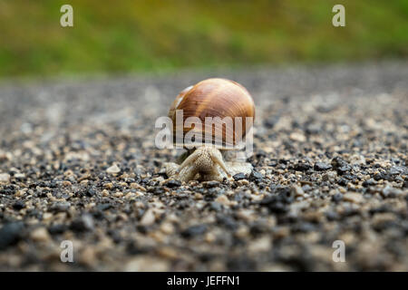 Snail strisciando lungo il sentiero di ghiaia nel Tirolo, Austria. Foto Stock