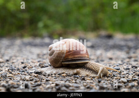 Snail strisciando lungo il sentiero di ghiaia nel Tirolo, Austria. Foto Stock