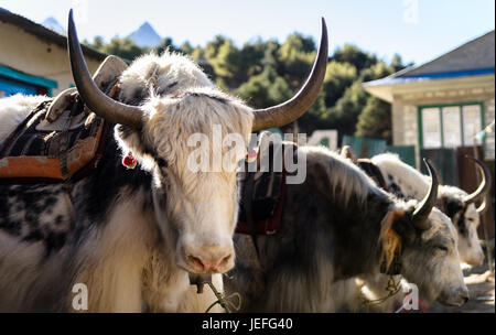 Yak nella città di sherpa Namche Bazaar, Nepal Foto Stock