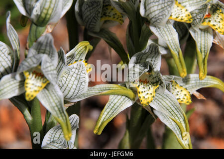 Porcellana o mosaico Orchid, chloraea magellanica, Carretera Austral, Patagonia Cile Foto Stock