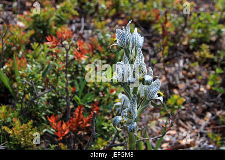 Porcellana o mosaico Orchid, chloraea magellanica, Carretera Austral, Patagonia Cile Foto Stock