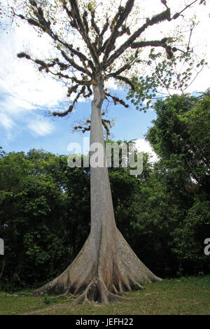 Giant Ceiba tree in Tikal, Guatemala Foto Stock