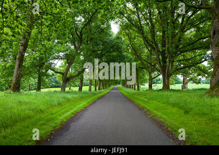 Viale alberato country drive o il viale che conduce al castello di Tullynally, contea Westmeath, Irlanda Foto Stock