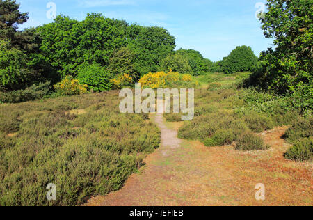 Sandlings brughiera vegetazione Costa del Suffolk e brughiere, Shottisham, Suffolk, Inghilterra, Regno Unito Foto Stock