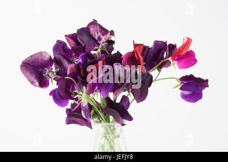 Lathyrus odoratus. Pisello dolce fiori in un vaso di vetro contro uno sfondo bianco Foto Stock