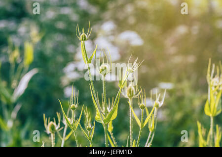 Teasel le teste dei fiori in bassa luce del sole estivo Foto Stock