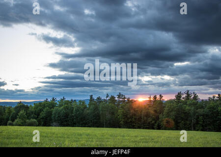 Tramonto spettacolare su alberi di pino Foto Stock