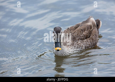 Orientale Cinese o Spotbill Anas poecilorhyncha zonorhyncha. L'Asia orientale. Foto Stock