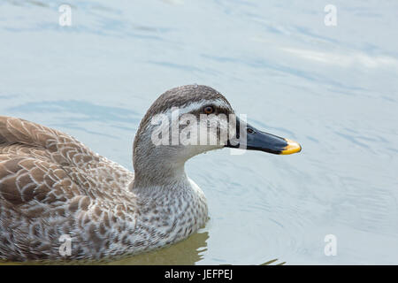 Cinese o orientale-Spot fatturati o Spotbill anatra. Anas poecilorhyncha zonorhyncha. Foto Stock