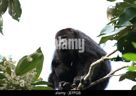 Nero guatemalteco scimmia urlatrice con un bambino - di babbuino Foto Stock