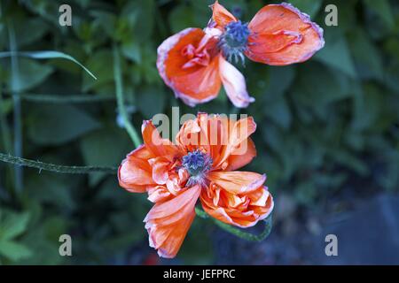 Primavera Arancio Hibiscus Fiore selvaggio fiore con sfondo verde giardino Foto Stock