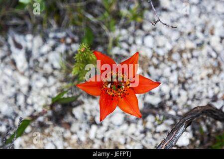 Western Wood Lily (Lilium Philadelphicum) arancione fiore che sboccia in colline ai piedi delle Montagne Rocciose Alberta Canada Foto Stock