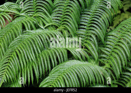Dettaglio di Hawaiian tree fern frond Foto Stock