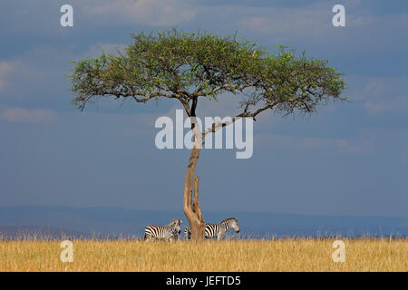 Le pianure zebre (Equus burchelli) e albero nella prateria, Masai Mara riserva nazionale, Kenya Foto Stock
