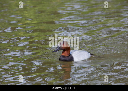 Canvasback Aythya valisineria. Maschio o Drake. North American diving duck. Foto Stock