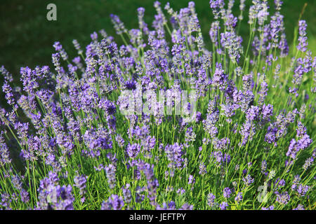 Pianta di lavanda di Munstead, Lavandula angustifolia, flowering close up, Suffolk, Inghilterra, REGNO UNITO Foto Stock