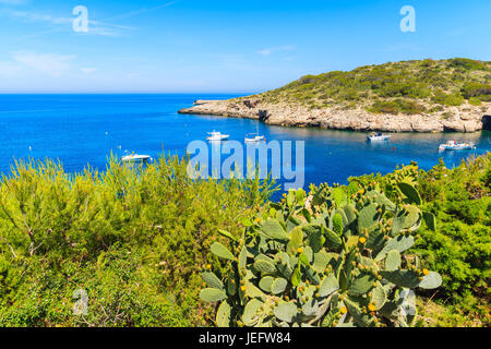 Cactus verde sulla scogliera costiera e la vista del mare blu con barche in Cala Portinatx bay, isola di Ibiza, Spagna Foto Stock