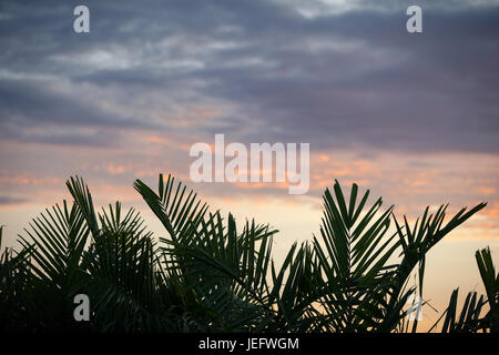 La mattina presto sulla foresta pluviale Foto Stock