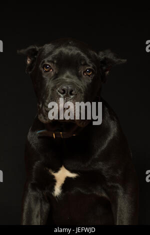 Età del cucciolo di 3 mesi di Cane Corso di colore nero su uno sfondo nero Foto Stock