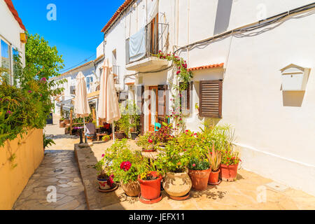 Fioriere in strada stretta con case tradizionali in Sant Joan de Labritja village, isola di Ibiza, Spagna Foto Stock