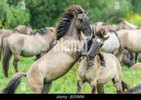 Selvaggi cavalli Konik combattimenti nei Paesi Bassi Oostvaardersplassen Foto Stock