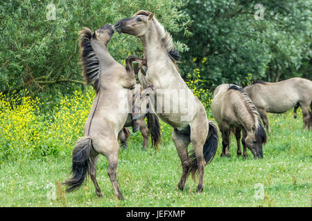 Cavalli Konik combattimenti in Oostvaardersplassen, riserva nei Paesi Bassi Foto Stock