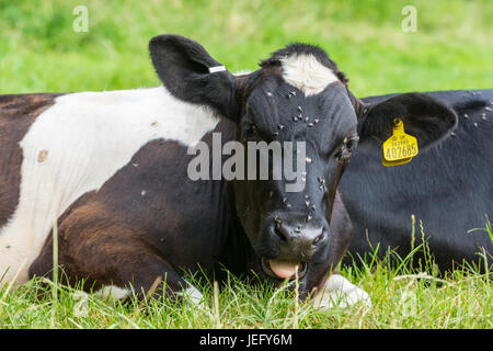 Mucca con mosche sulla sua testa che stabilisce. Foto Stock
