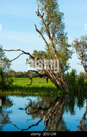 Zone umide inondate durante la stagione umida, il parco nazionale Kakadu, Territorio del Nord, l'Australia Foto Stock